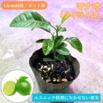 manao( Thai lime ) рассада 10-15cm передний и задний (до и после) Thai lime плоды национальная кухня бесплатная доставка 