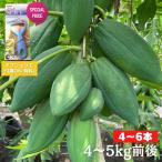  Thai товар вид синий папайя 4~5Kg передний и задний (до и после) местного производства Chiba префектура производство овощи энзим super капот папайя so Muta m салат 