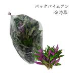  Thai овощи упаковка baim Anne 1 пакет ( примерно 250g) Asian еда Thai овощи лето овощи вода передний храм ... овощи золотой час . рукоятка dama тип часть .