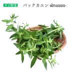  упаковка kaen90g Thai овощи Limnophila aromatica обод no filler aroma TIKKA isa-n душистые травы 