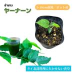 ya-na-n(ya наан ) рассада 5-10cm Thai север часть душистые травы yana-n лист овощи цвет установка редкий 