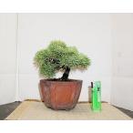  бонсай . лист сосна [ shohin bonsai ]... лист сосна (1)