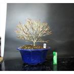  бонсай . дерево оригинал [ средний товар бонсай ]. лист олень остров . структура .(1)