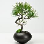 盆栽妙四国黒松ミニ盆栽ギフト