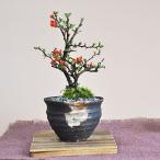 【母の日】花盆栽 花 長寿梅 ミニ盆栽 人気 ランキング 60代 70代 育て方冊子 肥料付き 鉢植え ラッピング メッセージカード