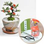 長寿梅の盆栽とはじめての道具セット...