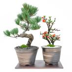 【母の日】花盆栽 盆栽 ペアギフト 父母 花 松 ペアセット 長寿梅 五葉松 鉢植え プレゼント いつまでも二人仲良く盆栽のペアギフト