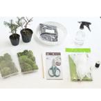 苔玉作りセット 季節の山野草2種類 大人も子供も楽しめる盆栽を作るキット 夏休み 冬休み 自由研究 自由工作 観察日記 植物を育てる