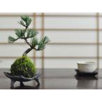 五葉松の苔玉 盆栽 ミニ盆栽 bonsai 