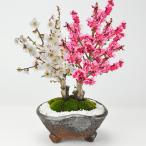 紅梅白梅二本植え盆栽ミニ盆栽鉢植