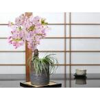  бонсай Sakura мини бонсай Sakura бонсай asahi гора Sakura . белый дракон. ... Shigaraki . чай обжиг в печи менять порез .4 номер бонсай цветок видеть праздник подарок подарок бонсай .