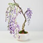 【開花終了】藤盆栽 藤のモダン盆