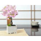  Sakura бонсай современный бонсай . тарелка имеется Mini Sakura простой жизнь серии S мини бонсай цветок видеть праздник подарок подарок Sakura бонсай .