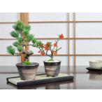 盆栽花と松のペアセットミニ長寿梅と...