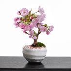 ショッピングラッピング無料 母の日 遅咲き桜盆栽 桜 白丸陶器 万古焼 受け皿付き 鉢植え 花盆栽  贈り物 モダンミニ盆栽 桜 旭山