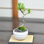 盆栽 黒松3年生 月白和鉢 受け皿付