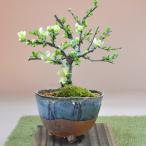 長寿梅 白花 信楽鉢 四季咲き 花盆栽 ギフト 盆栽 開店 お祝い 退職 ラッピング 父の日 敬老の日 誕生日