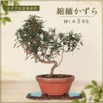  бонсай .. число . Chile men kazla.. дерево 7 год сырой мини бонсай shohin bonsai вечнозеленый . лист маленький лист крепкий ..... начинающий интерьер День почитания пожилых людей день рождения подарок подарок 