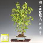 商品画像2