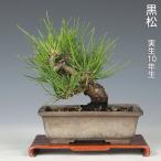  бонсай сосна Тунберга черный matsu shohin bonsai сосна бонсай 