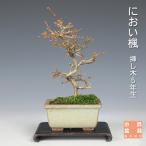  бонсай запах клен запах клен запах клён jakoumomiji shohin bonsai мини бонсай лист предмет бонсай бонсай материалы 