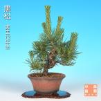 бонсай сосна Тунберга черный matsu реальный сырой 12 год сырой shohin bonsai мини бонсай узор дерево сосна Kashiwa бонсай вечнозеленое дерево крепкий ...... произведение . веселый начинающий из опытный человек до можно наслаждаться 