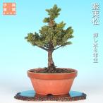 бонсай .tsu... сосна ezo сосна ezomatsu...... дерево 8 год сырой shohin bonsai мини бонсай узор дерево бонсай материалы 