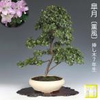  бонсай Rhododendron indicum . способ .. дерево 7 год сырой Satsuki satsuki цветок предмет бонсай фиолетовый цветок средний колесо цветок крепкий ...... начинающий . можно наслаждаться цветок предмет бонсай 