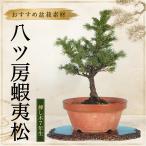  бонсай .tsu... сосна .. дерево 7 год сырой ezomatsu мини бонсай shohin bonsai бонсай материалы начинающий подарок растение в горшке интерьер высота дерева 19cm День отца День почитания пожилых людей подарок подарок 