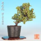 盆栽そなれ挿し木6年生磯馴れ真柏系...