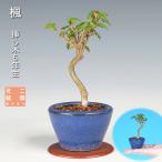  бонсай клен клён клен .. дерево 5 год сырой shohin bonsai мини бонсай лист предмет бонсай бонсай материалы 