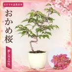  бонсай Sakura . черепаха Sakura .. дерево 4 год сырой Sakura ... мини бонсай shohin bonsai ... фиолетовый цвет. цветок розовый. цветок маленький колесо холод . Sakura бобы Sakura цветок видеть начинающий подарок подарок день рождения 