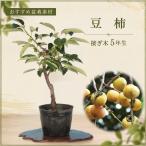 盆栽 豆柿 接ぎ木5年生 実物 マメガキ 紅葉 鈴なりの実 初心者 盆栽素材…