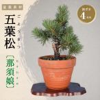盆栽 五葉松 那須娘 盆栽素材 接ぎ木4年生 樹高15cm ポット苗 ミニ盆栽 小品盆栽 初心者向け 盆栽苗