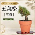  бонсай . лист сосна .. контактный . дерево 3 год сырой мини бонсай shohin bonsai начинающий салон интерьер подарок подарок День отца День почитания пожилых людей подарок .. модный ... лист сосна 