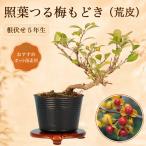 商品画像2