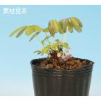 盆栽 苗 一才あけび bonsai 小品盆栽 ミニ盆栽