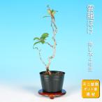  бонсай . дракон .. дерево . выцветание мини бонсай shohin bonsai бонсай материалы . дерево цветок предмет 