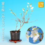  бонсай Fuji Sakura ... зеленый The kla Sakura Sakura Sakura Fuji The k лама me The klasakura Sakura бонсай мини бонсай shohin bonsai бонсай материалы бонсай рассада саженец Hanaki pot рассада цветок видеть 