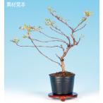  мини бонсай [ серебряный . слива ]