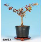  мини бонсай [. кожа ..]