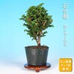  бонсай камень ..seka кипарис кипарисовик туполистный кипарис shohin bonsai мини бонсай сосна Kashiwa бонсай 