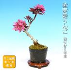  бонсай фиолетовый реальный . яблоко .. яблоко яблоко hime яблоко shohin bonsai мини бонсай бонсай материалы . дерево фруктовое дерево оригинал саженец 