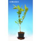 盆栽 ミニ盆栽 「姫こぶし」 花物 