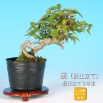  бонсай клен корень покрой клён клен shohin bonsai мини бонсай лето место . форма таблица на данный момент . изобилие начинающий из опытный человек до можно наслаждаться бонсай материалы саженец 