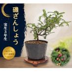 �~�� �邴�񂵂傤 ����3�N�� 7.5cm�|�b�g�c �C�\�U���V���E ��R�� �������񂵂傤 ���������� ��v ��Ă₷�� ���S�҂��y���߂� ���i�~�� �����~��