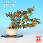 小品盆栽盆栽梅もどきウメモドキ梅擬...