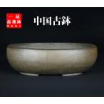  бонсай горшок фиолетовый грязь эллипс горшок цветочный горшок средний . Taisho .sitei14 номер 41cm сосна Kashiwa бонсай Rhododendron indicum средний товар бонсай оптимальный товар ограничен 