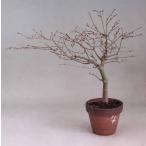  Mai . клен главный офис 4 