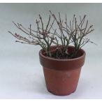  Mai . главный офис * брать . дерево материалы .